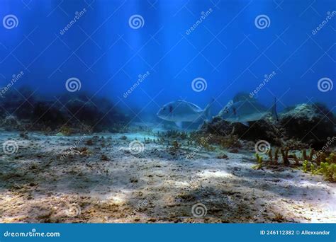 Gilthead Seabream Underwater Sparus Aurata Orata Dorada Stock Photo