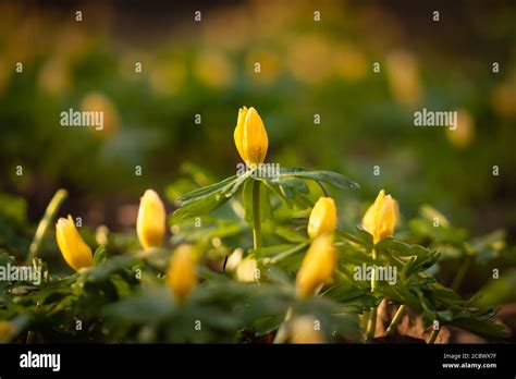 A Winter Aconite Eranthis Hyemalis Flower Rising Above The Other