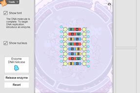 Gizmo Answer Key Building Dna Student Exploration Building Dna