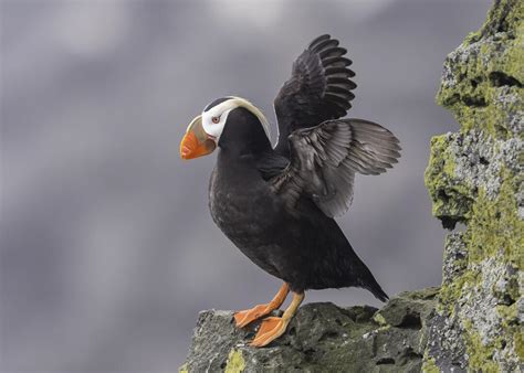 Tufted Puffins are Getting a Boost in the Pacific Northwest | Audubon ...