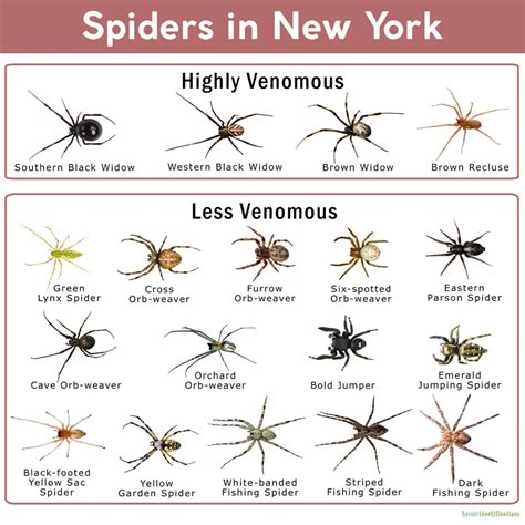 25 Common Spiders Found In New York Nature Blog Network