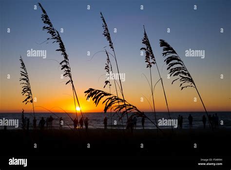 Sea Oats On The Beach At Sunset On Captiva Island In Florida Usa Stock