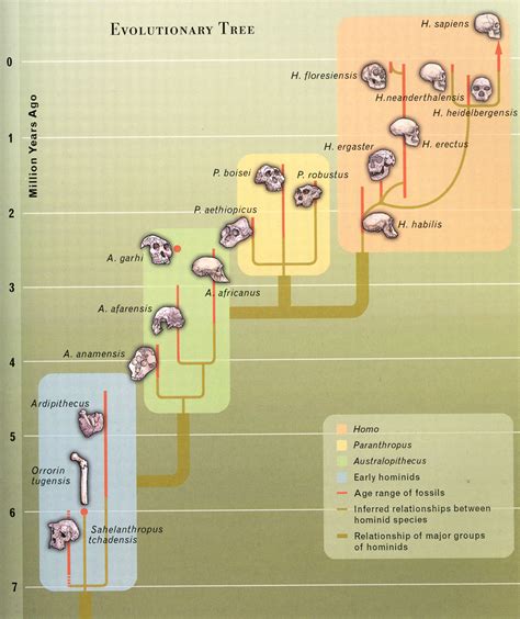 Human Evolution Tree