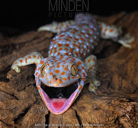 Minden Pictures The Tokay Gecko Gekko Gecko Mouth Open Captive