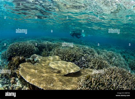 Female Snorkeler Hi Res Stock Photography And Images Alamy