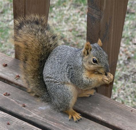 Gray Squirrel Free Photo Download | FreeImages