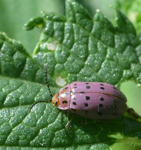 Pin De Julia Ghirimoldi En Alagoasa Vigintiseptemmaculata Coleopteros