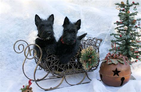 Posing For Their Christmas Card Scottie Terrier Scottie Dog