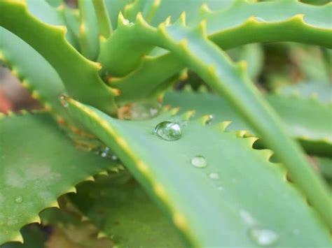 How To Save Overwatered Aloe Plant Garden Tips 2024 Northern Nester