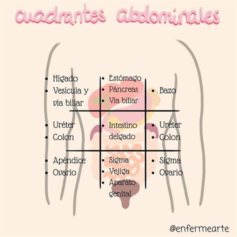 Órganos en los cuadrantes abdominales Chart Map Line chart