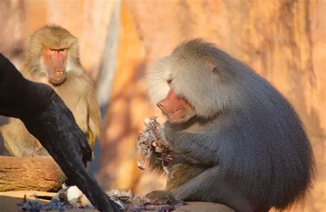 What Do Baboons Eat Do Baboons Eat Meat