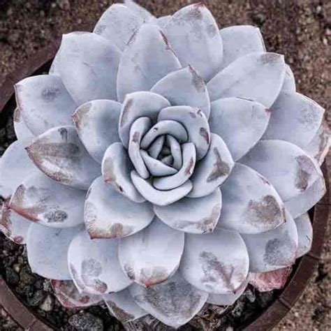 Growing The Succulent Echeveria Laui