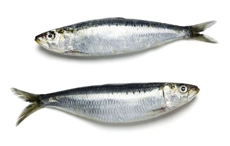 The Superb Sardine Facty Health