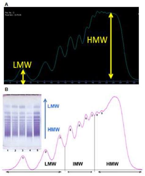 Diagnostics Free Full Text Multimer Analysis Of Von Willebrand Factor In Von Willebrand