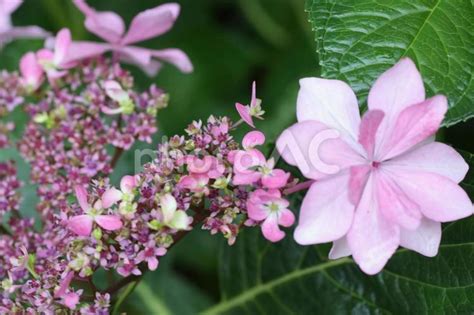 雨の日のしっとりとした紫陽花 No 26908664｜写真素材なら「写真ac」無料（フリー）ダウンロードok