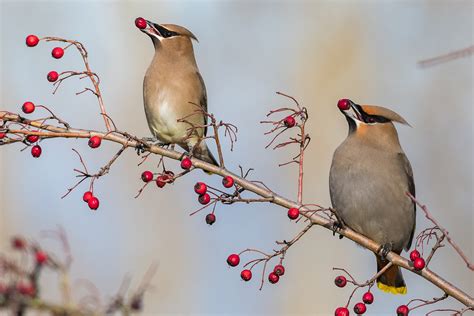 Small bird, large flock, huge mess? Cedar Waxwings – Travis Audubon