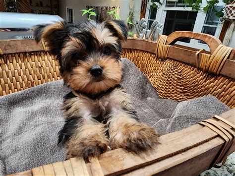 Yorkshire Terrier Yorkie Puppies For Sale In South Carolina