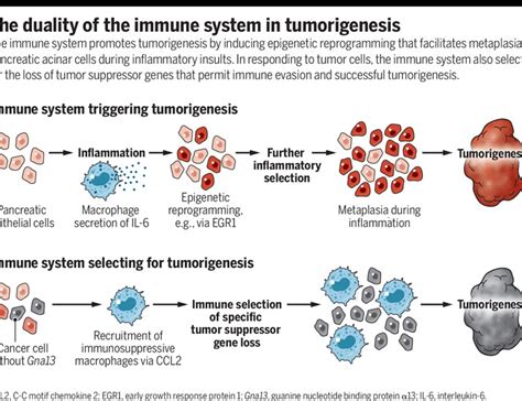 Opposing Roles Of The Immune System In Tumors Science