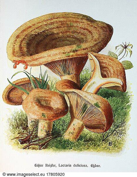 Mushroom Mushroom Noble Milk Cap Lactarius Deliciosus Or Lactaria