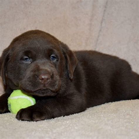 Raising Your Chocolate English Labrador