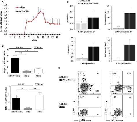 Frontiers Murine Cytomegalovirus Infection Induces Susceptibility To Eae In Resistant Balb C Mice