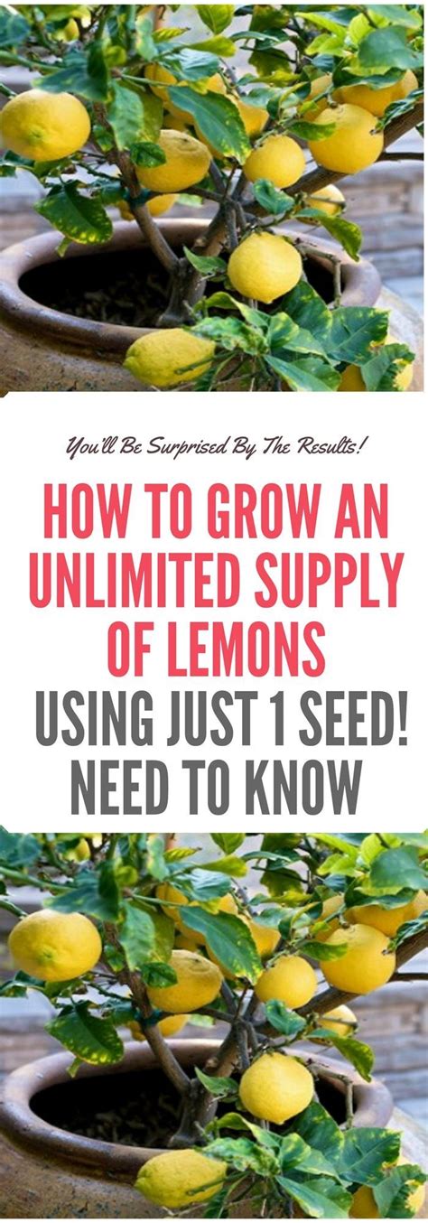 How To Grow An Unlimited Supply Of Lemons Using Just 1 Seed Growing Vegetables Lemon Uses