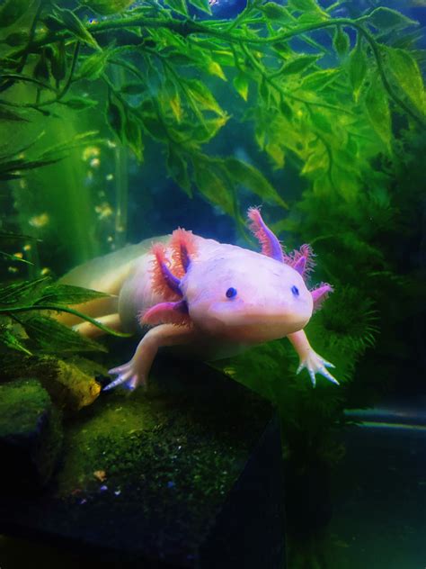 clicketyclack - Axolotl