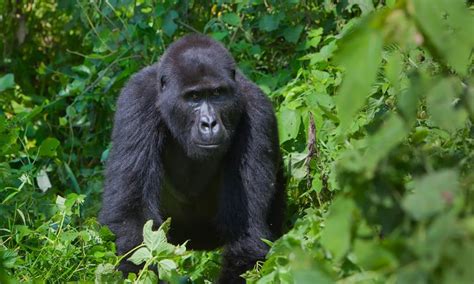 Days Virunga Primates Mount Nyiragongo Safari Great Ape Safari