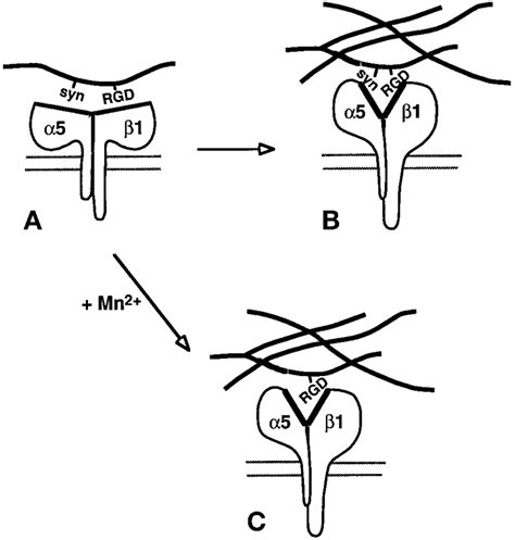 Model For Mn Activation Of Integrin And Fn Matrix Assembly A Fn