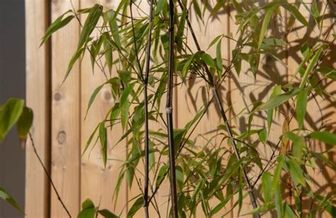 12 Bamboo Varieties To Grow In The UK | Horticulture