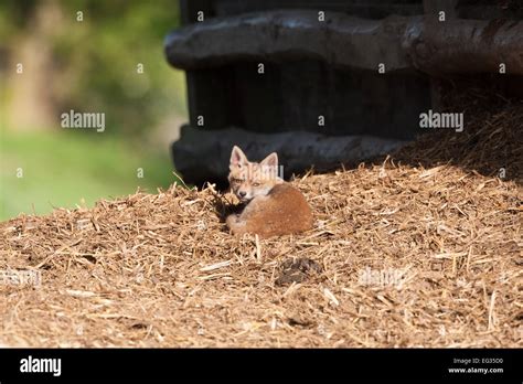 Red fox cubs Stock Photo - Alamy