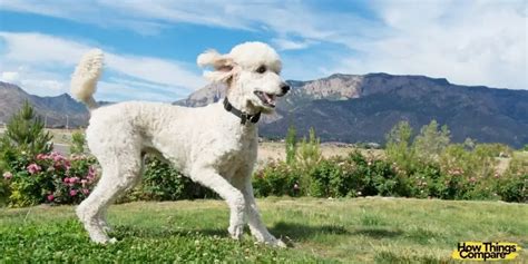 Wheaten Terrier vs Poodle – Which One Is Best For Me ...