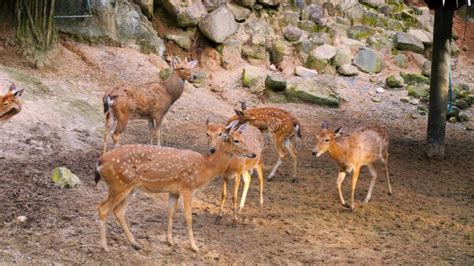 Spotted Deer At Feeding Station In Wildlife Sanctuary Witness The