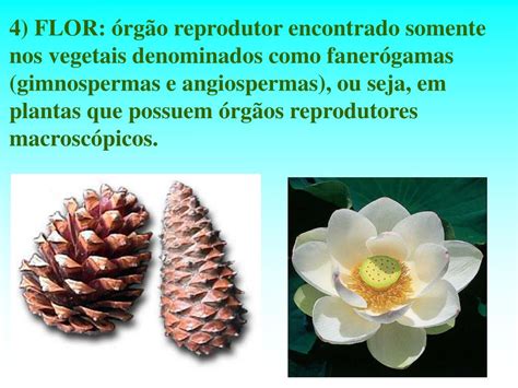 PPT VEGETATIVOS Raízes caules e folhas REPRODUTIVOS Flores