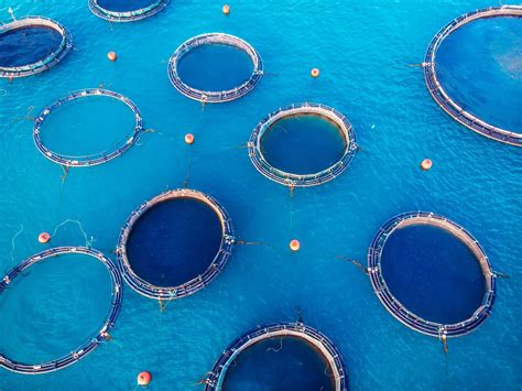 Growing The Aquaculture Industry Without Depleting The Ocean Nusealab