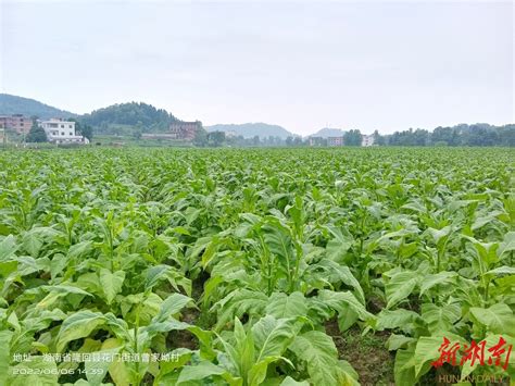 隆回：“烟稻轮作”促产业协调发展村民增收 邵阳 新湖南