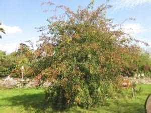 Spindle - Tree Guide UK - Spindle tree identification