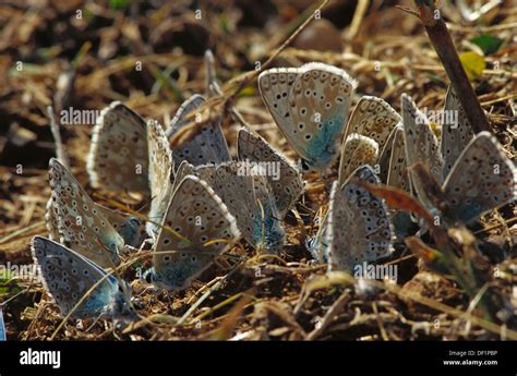 Wood Butterflies Hi Res Stock Photography And Images Alamy