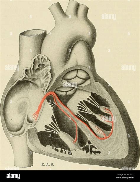 How Do Papillary Muscles Work - Rectangle Circle