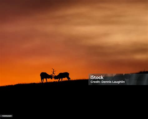 Two Bull Elk Fighting On A Sunset Lit Ridge Stock Photo Download