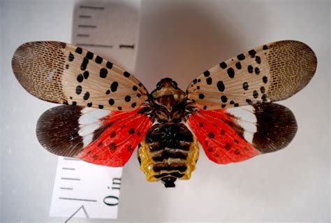 New Invasive Insect Pest Spotted Lanternfly Plant Diagnostic Health