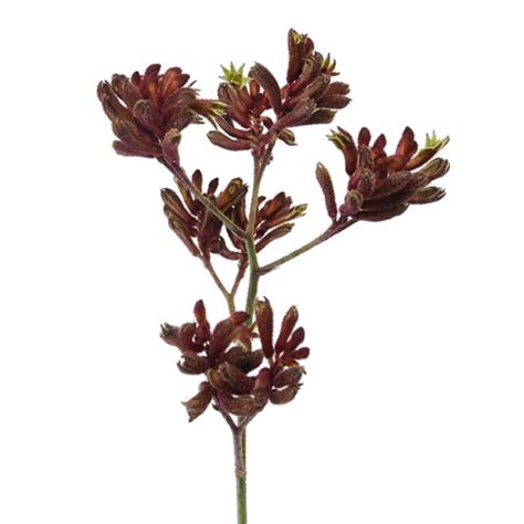 KANGAROO PAW - Flowers We Love - Flower.Style Magazine