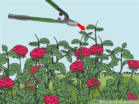 How to Prune Knockout Roses (with Pictures) - wikiHow