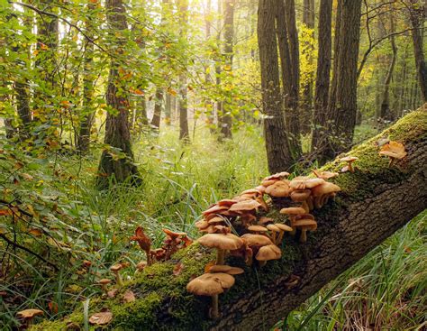 5 Champignons Qui Poussent Sur Les Arbres