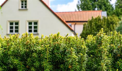 Fast Growing Hedges For Privacy Fantastic Gardeners Blog Uk