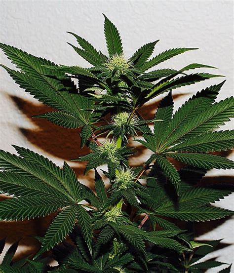 BC Bud Depot Socal Master Kush Seeds Green Parrot