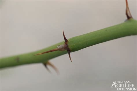 Plants of Texas Rangelands » Retama