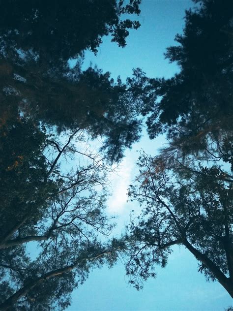 Free Images Tree Nature Forest Branch Winter Light Cloud Sky