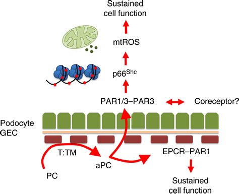 Homeostatic Effects Of Coagulation Proteasedependent Signaling And