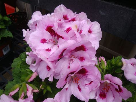 Lavender Splash Regal Geranium Look At The Colors On This Beauty